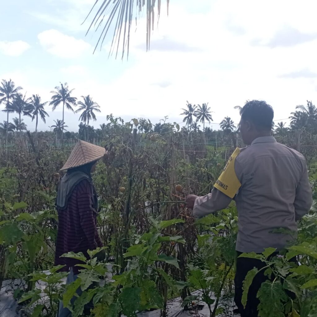 Bhabinkamtibmas Desa Kesik Cek Lahan Ketahanan Pangan Bergizi, Dukung Budidaya Tomat Bersama Kelompok Tani