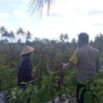 Bhabinkamtibmas Desa Kesik Cek Lahan Ketahanan Pangan Bergizi, Dukung Budidaya Tomat Bersama Kelompok Tani
