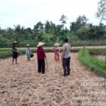 Bhabinkamtibmas Desa Lando Cek Pertumbuhan Tanaman Jagung Dukung Program Ketahanan Pangan Nasional