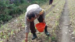 Bhabinkamtibmas Polsek Labuapi Gerakkan Program Ketahanan Pangan Desa