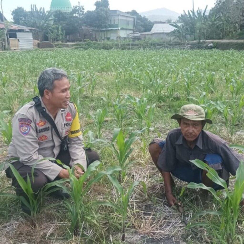 Polsek Batulayar Dampingi Petani Jagung Terkait Swasembada Pangan