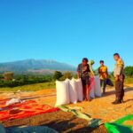 BHABINKAMTIBMAS POLSEK PEKAT LAKUKAN PEMANTAUAN HASIL PANEN JAGUNG WARGA DI DESA DOROPETI