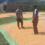 BHABINKAMTIBMAS DESA DAHA PANTAU PENJEMURAN HASIL PANEN JAGUNG, DORONG PETANI TINGKATKAN PRODUKTIVITAS DAN SALURKAN HASIL KE BULOG
