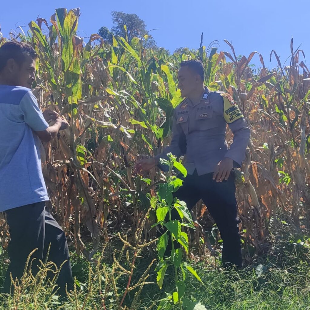 Dukung Ketahanan Pangan, Bhabinkamtibmas Desa Tatebal Dampingi Petani Optimalkan Lahan Produktif