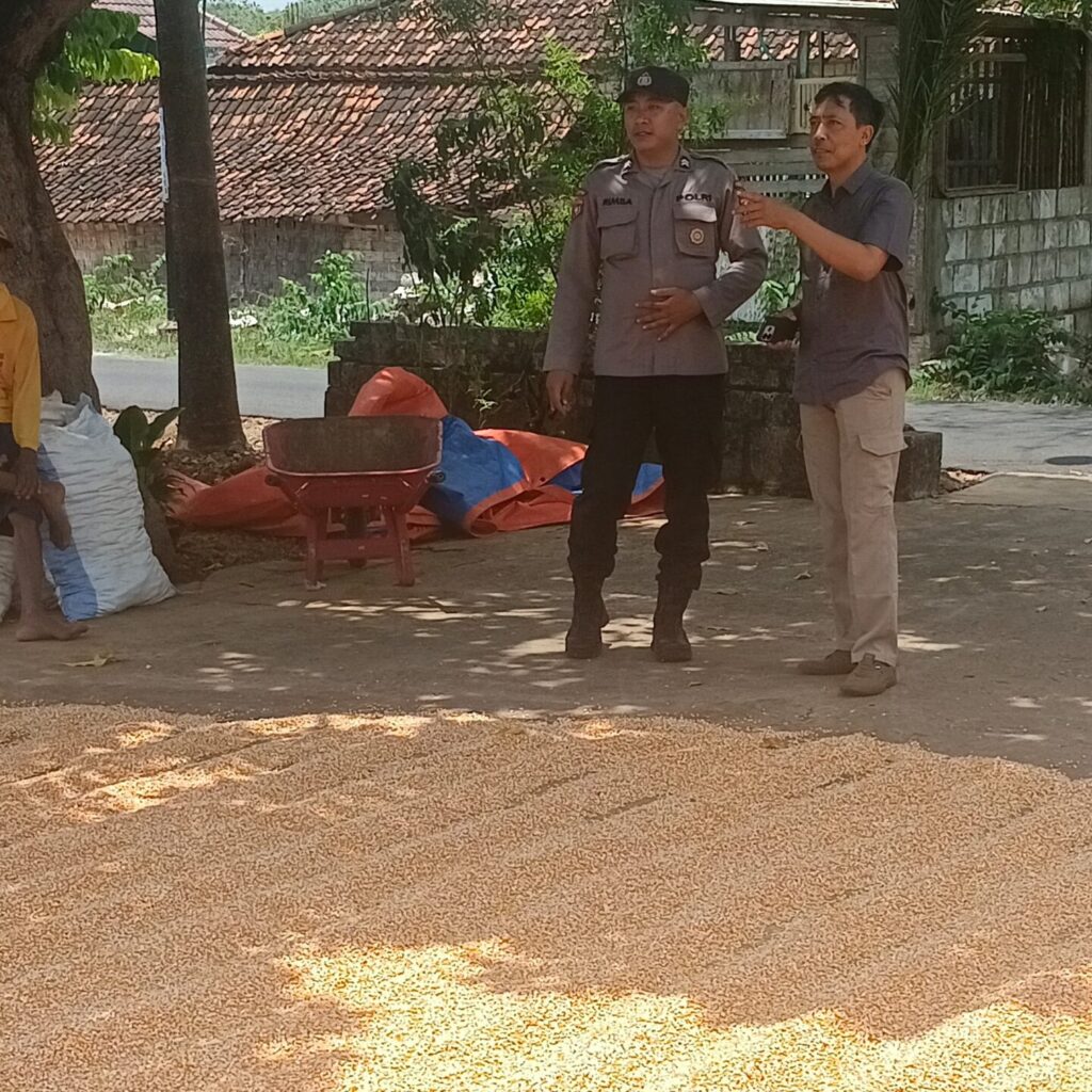 Polri Dukung Astacita, Polsek Semanding Polres Tuban Turun Cek Tanaman jagung milik Warga di Desa Prunggahan kulon
