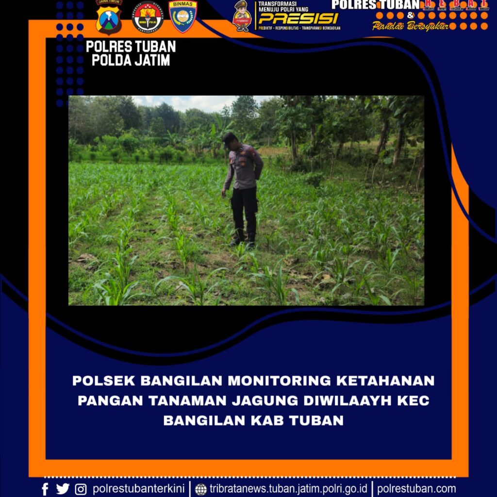 Polri Dukung Astacita, Polsek Bangilan Polres Tuban Turun Cek Tanaman Jagung Warga di Desa Banjarworo