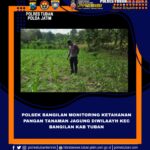 Polri Dukung Astacita, Polsek Bangilan Polres Tuban Turun Cek Tanaman Jagung Warga di Desa Banjarworo