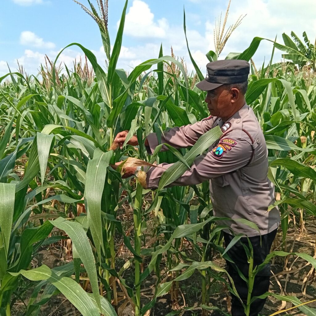 Polisi RW Polsek Kenduruan Polres Tuban Cek Tanaman Jagung di Sidomukti, Dukung Program Ketahanan Pangan Astacita .