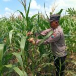 Polisi RW Polsek Kenduruan Polres Tuban Cek Tanaman Jagung di Sidomukti, Dukung Program Ketahanan Pangan Astacita .