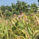 Pastikan Keamanan Dari Aksi Pencurian Jagung, Polsek Widang Patroli Lahan Pertanian