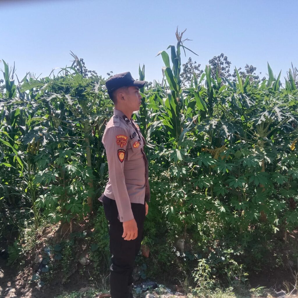 Polsek Singgahan Polres Tuban Turun Cek Tanaman jagung Warga di Desa Mulyorejo