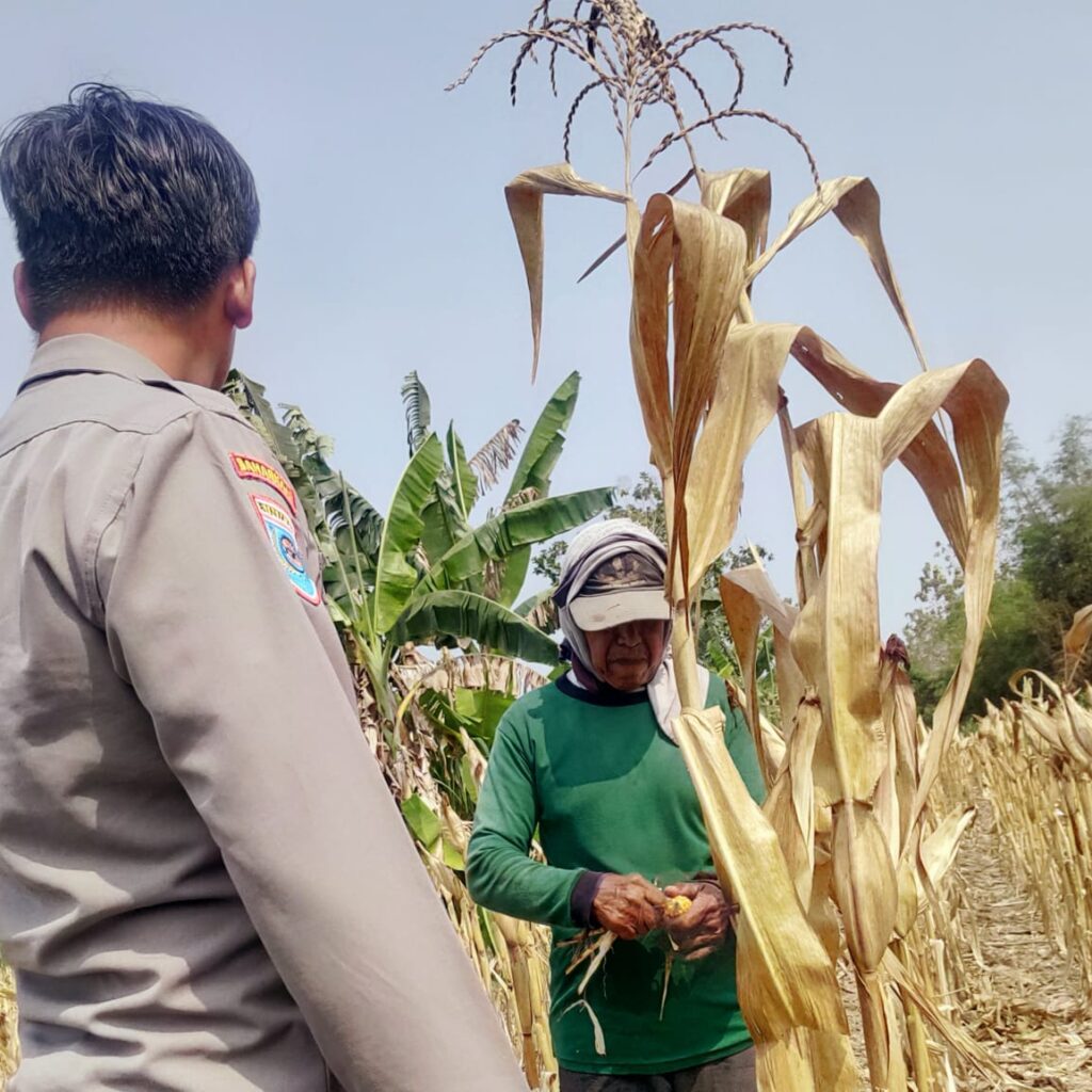 Polri Dukung Program Astacita, Bhabinkamtibmas Desa Ngawun Polsek Parengan Polres Tuban sambang petani jagung di Desa Ngawun Kec. Parengan