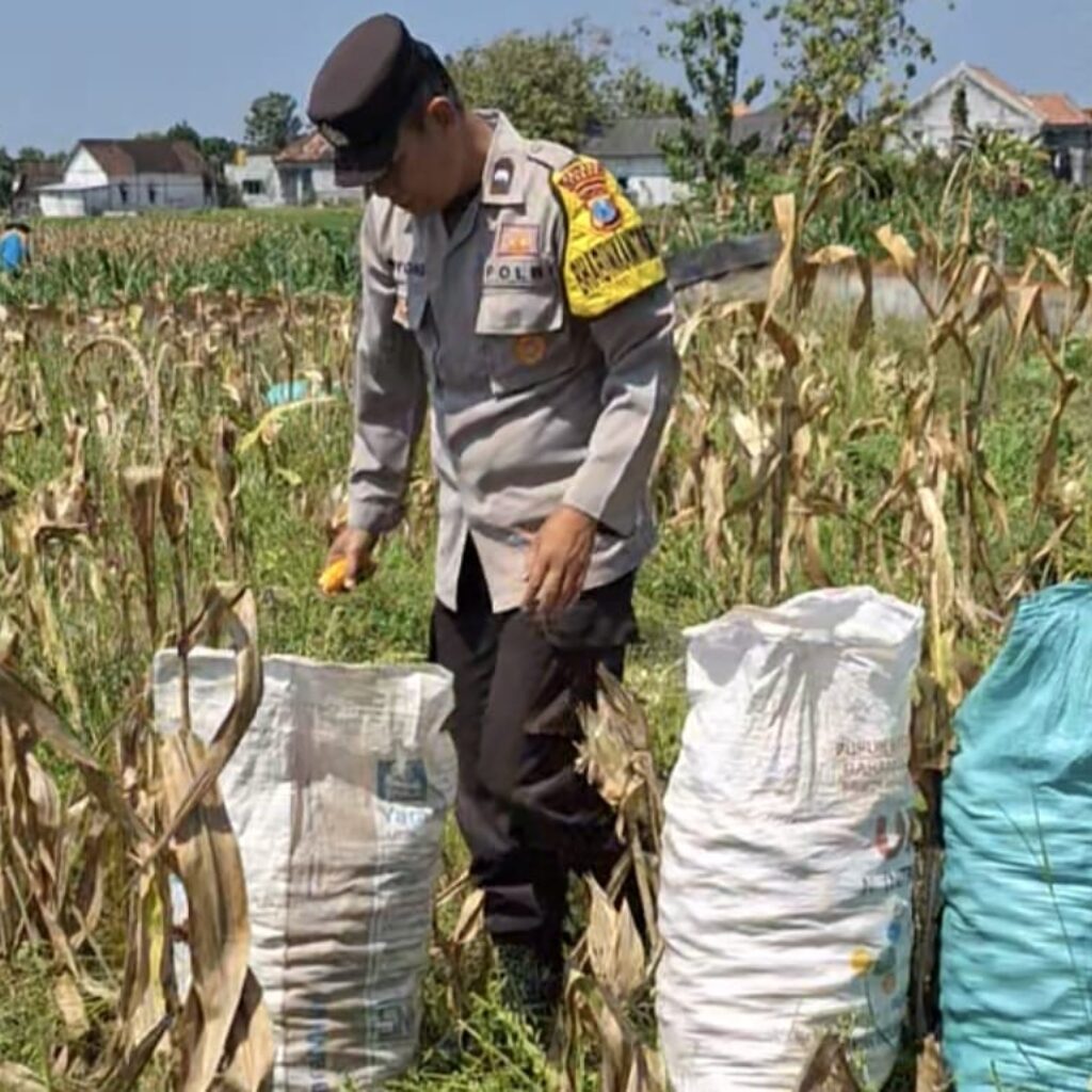 Bhabinkamtibmas Polsek Widang Bantu Panen Jagung di Desa Binaannya
