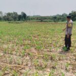 Dukung Astacita, Polsek Jatirogo Polres Tuban Pantau Langsung Lahan Jagung Warga Desa Paseyan