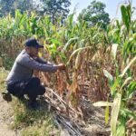 Polsek Soko Polres Tuban Polda Jawa Timur Bergerak! Dukung Penuh Swasembada Pangan Presiden Prabowo Melalui Pendampingan Petani