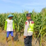 Polri Dukung Astacita, Polsek Rengel Polres Tuban Turun Cek Tanaman Jagung Warga di Desa Maibit