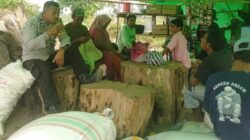BHABINKAMTIBMAS DESA SANEO DAMPINGI WARGA SAAT PANEN JAGUNG, DORONG PENINGKATAN PRODUKSI PERTANIAN