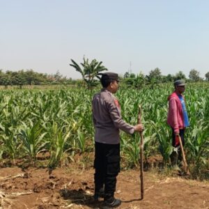 Dukung Swasembada Pangan, Anggota Polsek Kerek Sambang ke Lahan Jagung Warga