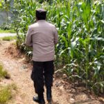 Polsek Plumpang Polres Tuban Turun Langsung Cek Tanaman Jagung Warga di Desa Kesamben