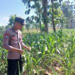 Polsek Tambakboyo Polres Tuban Turun Cek Tanaman jagung Warga di Desa Plajan
