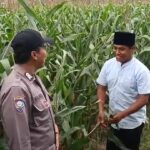 Polsek Grabagan polres Tuban Polda Jawa Timur Dukung Penuh Swasembada Pangan Presiden Prabowo Melalui Pendampingan Petani