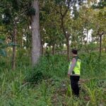 Polri Dukung Astacita, Polsek Rengel Polres Tuban Turun Cek Tanaman Jagung Warga di Desa Rengel