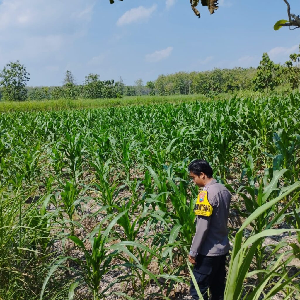 *Dalam rangka mendukung Program ASTACITA, Bhabinkamtibmas Desa Ngawun Polsek Parengan Polres Tuban cek lokasi tanaman jagung milik warga di Desa Ngawun Kec. Parengan*
