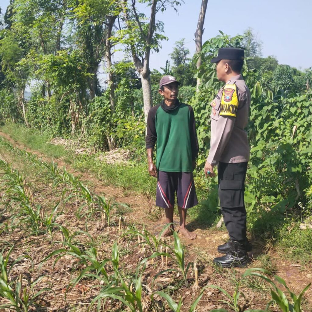 Hadir di Desa Binaan, Bhabinkamtibmas Sidonganti Pantau Perkembangan Tanaman Jagung Warga
