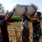 Di Tengah Cuaca Ekstrem, Petani Tetap Panen Bersama Babinsa