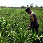 Dukung Program Astacita Presiden RI, Bhabinkamtibmas Polsek Grabagan Polres Tuban Terjun Langsung Cek Ketahanan Pangan Di Desa Grabagan