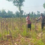 Bhabinkamtibmas Desa Kembangbilo Sambangi Petani Jagung, Perkuat Sinergi  Dukung Ketahanan Pangan