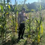 POLRI HADIR DUKUNG KETAHANAN PANGAN, POLSEK BANGILAN MONITORING TANAMAN JAGUNG MILIK WARGA