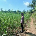Polsek Tambakboyo Polres Tuban Turun Cek Tanaman jagung Warga di Desa Mander