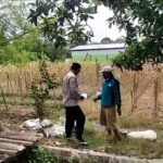 Polri Dukung Astacita, Polsek Merakurak Polres Tuban Turun Cek Tanaman Jagung Warga di Desa Temandang