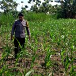 Polsek Grabagan polres Tuban Polda Jawa Timur Dukung Penuh Swasembada Pangan Presiden Prabowo Melalui Pendampingan Petani