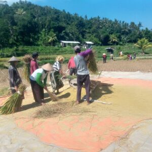 Babinsa dan Petani Bersinergi Jaga Ketahanan Pangan Desa