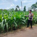 Polri Dukung Astacita, Polsek Palang Polres Tuban Turun Cek Tanaman jagung milik Warga di Desa Glodog