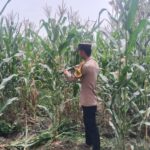 Polsek Singgahan Polres Tuban Turun Cek Tanaman jagung Warga di Desa Mulyorejo