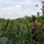 Bhabinkamtibmas Polsek Kenduruan Polres Tuban Cek Lahan Jagung Warga, Dukung Ketahanan Pangan Astacita Presiden