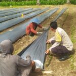 Polsek Sekotong Kawal Ketahanan Pangan di Lombok Barat