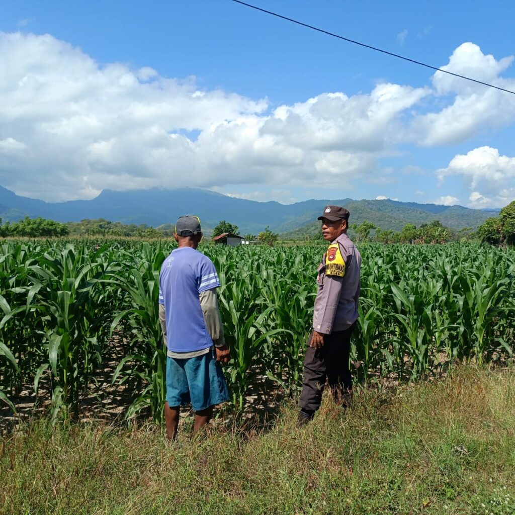 Dampingi Petani Jagung, Bhabinkamtibmas Desa Tarusa Tinjau Lahan Produktif Seluas 1 Hektar