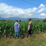 Dampingi Petani Jagung, Bhabinkamtibmas Desa Tarusa Tinjau Lahan Produktif Seluas 1 Hektar