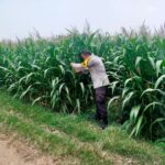 Bhabinkamtibmas Desa Kembangbilo Pantau Perkembangan Tanaman Jagung di Wilayah Binaan