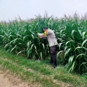 Bhabinkamtibmas Desa Kembangbilo Pantau Perkembangan Tanaman Jagung di Wilayah Binaan