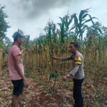 Polri Dukung Astacita, Polsek Palang Polres Tuban Turun Cek Tanaman jagung milik Warga di Desa Dawung
