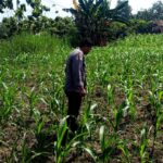 Polsek Grabagan polres Tuban Polda Jawa Timur Dukung Penuh Swasembada Pangan Presiden Prabowo Melalui Pendampingan Petani