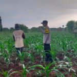 Sambangi Desa Binaan, Bhabinkamtibmas Monitoring Pertumbuhan Jagung Dukung Ketahanan Pangan Nasional