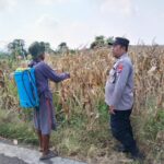 Polsek Plumpang Polres Tuban Turun Langsung Cek Tanaman Jagung Warga