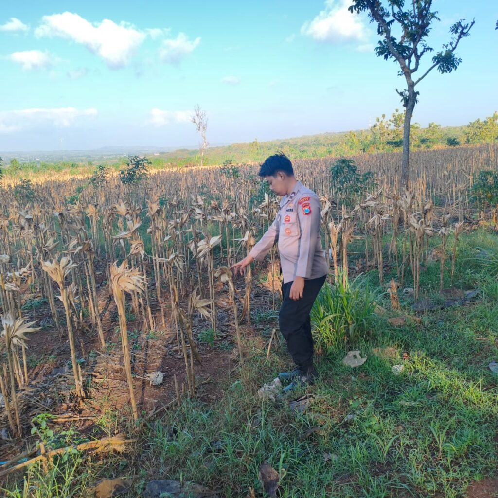 Polsek Montong Polres Tuban Turun Cek Tanaman jagung Warga di Desa Talangkembar