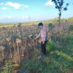 Polsek Montong Polres Tuban Turun Cek Tanaman jagung Warga di Desa Talangkembar